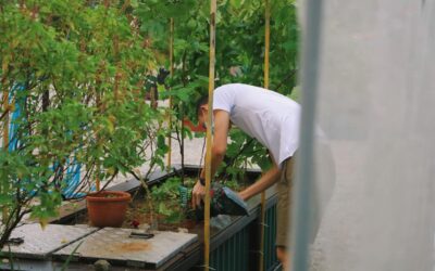 Steden revitaliseren. De kracht van stedelijke vernieuwingsprojecten